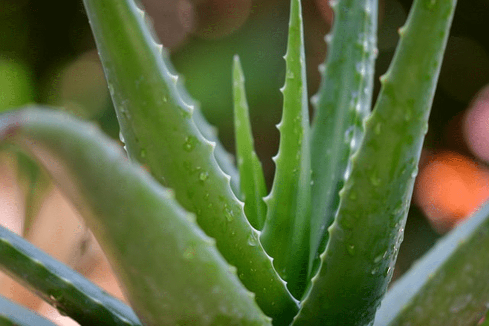 10 Benefits of aloe vera for skin, according to dermatologists - venamine